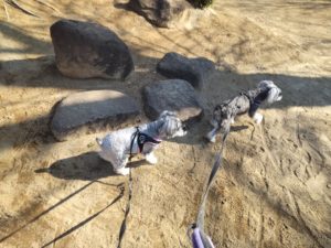 山梨県甲府市の犬の保育園もふ＆ふる　犬のしつけ　ドッグトレーニング