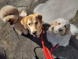 山梨県甲府市の犬の保育園もふ＆ふる　犬のしつけ　ドッグトレーニング