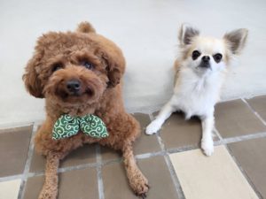 山梨県甲府市の犬の保育園もふ＆ふる　犬のしつけ　ドッグトレーニング