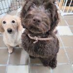 山梨県甲府市の犬の保育園もふ＆ふる　犬のしつけ　ドッグトレーニング