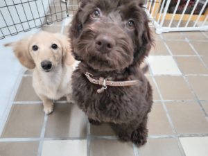 山梨県甲府市の犬の保育園もふ＆ふる　犬のしつけ　ドッグトレーニング