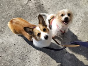 山梨県甲府市の犬の保育園もふ＆ふる　犬のしつけ　ドッグトレーニング
