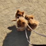 山梨県甲府市の犬の保育園もふ＆ふる　犬のしつけ　ドッグトレーニング