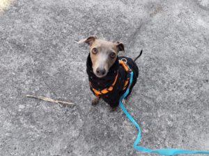 山梨県甲府市の犬の保育園もふ＆ふる　犬のしつけ　ドッグトレーニング