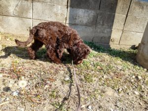 山梨県甲府市の犬の保育園もふ＆ふる　犬のしつけ　ドッグトレーニング