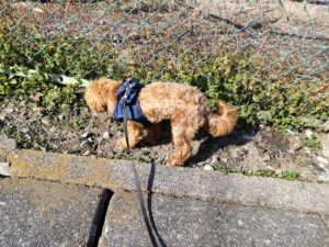 山梨県甲府市の犬の保育園もふ＆ふる　犬のしつけ　ドッグトレーニング