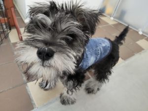 山梨県甲府市の犬の保育園もふ＆ふる　犬のしつけ　ドッグトレーニング