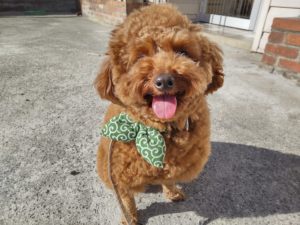 山梨県甲府市の犬の保育園もふ＆ふる　犬のしつけ　ドッグトレーニング