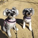 山梨県甲府市の犬の保育園もふ＆ふる　犬のしつけ　ドッグトレーニング