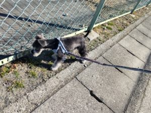 山梨県甲府市の犬の保育園もふ＆ふる　犬のしつけ　ドッグトレーニング