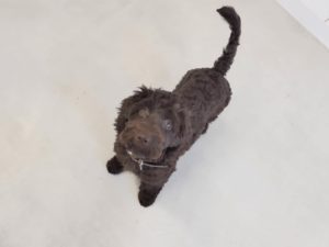 山梨県甲府市の犬の保育園もふ＆ふる　犬のしつけ　ドッグトレーニング