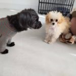 山梨県甲府市の犬の保育園もふ＆ふる　犬のしつけ　ドッグトレーニング