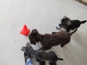 山梨県甲府市の犬の保育園もふ＆ふる　犬のしつけ　ドッグトレーニング