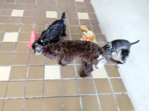山梨県甲府市の犬の保育園もふ＆ふる　犬のしつけ　ドッグトレーニング