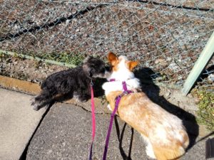 山梨県甲府市の犬の保育園もふ＆ふる　犬のしつけ　ドッグトレーニング