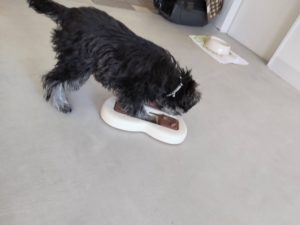 山梨県甲府市の犬の保育園もふ＆ふる　犬のしつけ　ドッグトレーニング