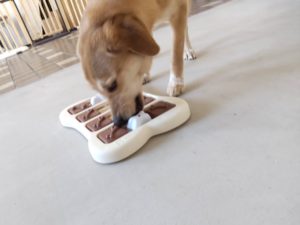 山梨県甲府市の犬の保育園もふ＆ふる　犬のしつけ　ドッグトレーニング