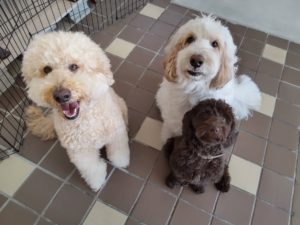 山梨県甲府市の犬の保育園もふ＆ふる　犬のしつけ　ドッグトレーニング