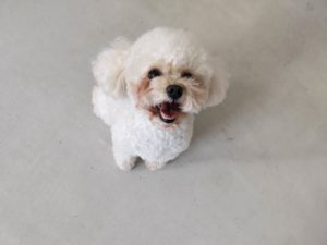 山梨県甲府市の犬の保育園もふ＆ふる　犬のしつけ　ドッグトレーニング