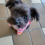 山梨県甲府市の犬の保育園もふ＆ふる　犬のしつけ　ドッグトレーニング