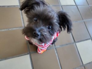 山梨県甲府市の犬の保育園もふ＆ふる　犬のしつけ　ドッグトレーニング