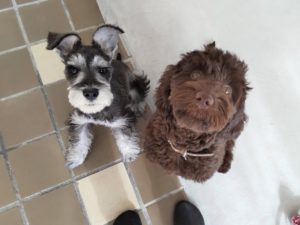 山梨県甲府市の犬の保育園もふ＆ふる　犬のしつけ　ドッグトレーニング