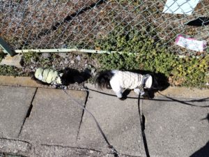 山梨県甲府市の犬の保育園もふ＆ふる　犬のしつけ　ドッグトレーニング