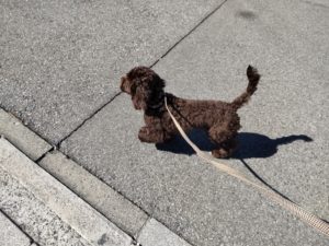 山梨県甲府市の犬の保育園もふ＆ふる　犬のしつけ　ドッグトレーニング