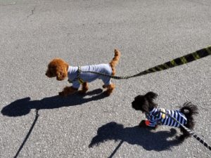 山梨県甲府市の犬の保育園もふ＆ふる　犬のしつけ　ドッグトレーニング