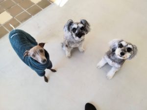 山梨県甲府市の犬の保育園もふ＆ふる　犬のしつけ　ドッグトレーニング