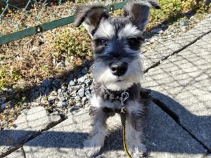 山梨県甲府市の犬の保育園もふ＆ふる　犬のしつけ　ドッグトレーニング