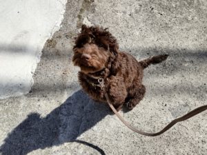 山梨県甲府市の犬の保育園もふ＆ふる　犬のしつけ　ドッグトレーニング