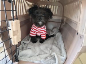 山梨県甲府市の犬の保育園もふ＆ふる　犬のしつけ　ドッグトレーニング