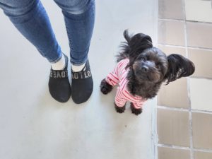 山梨県甲府市の犬の保育園もふ＆ふる　犬のしつけ　ドッグトレーニング