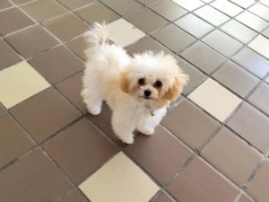 山梨県甲府市の犬の保育園もふ＆ふる　犬のしつけ　ドッグトレーニング