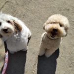 山梨県甲府市の犬の保育園もふ＆ふる　犬のしつけ　ドッグトレーニング