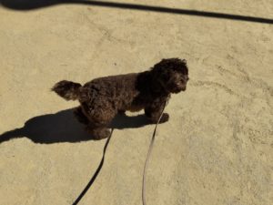 山梨県甲府市の犬の保育園もふ＆ふる　犬のしつけ　ドッグトレーニング