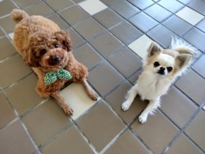 山梨県甲府市の犬の保育園もふ＆ふる　犬のしつけ　ドッグトレーニング