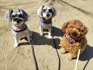 山梨県甲府市の犬の保育園もふ＆ふる　犬のしつけ　ドッグトレーニング