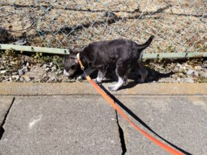 山梨県甲府市の犬の保育園もふ＆ふる　犬のしつけ　ドッグトレーニング