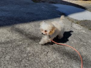 山梨県甲府市の犬の保育園もふ＆ふる　犬のしつけ　ドッグトレーニング
