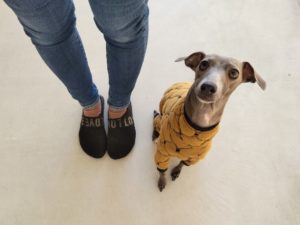 山梨県甲府市の犬の保育園もふ＆ふる　犬のしつけ　ドッグトレーニング