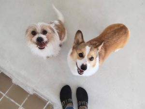 山梨県甲府市の犬の保育園もふ＆ふる　犬のしつけ　ドッグトレーニング
