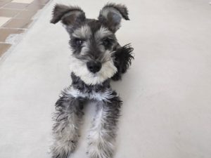 山梨県甲府市の犬の保育園もふ＆ふる　犬のしつけ　ドッグトレーニング