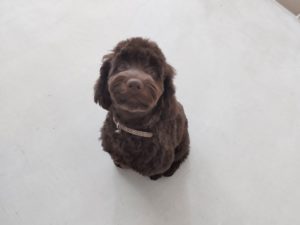 山梨県甲府市の犬の保育園もふ＆ふる　犬のしつけ　ドッグトレーニング