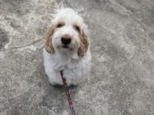 山梨県甲府市の犬の保育園もふ＆ふる　犬のしつけ　ドッグトレーニング