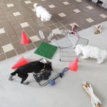 山梨県甲府市の犬の保育園もふ＆ふる　犬のしつけ　ドッグトレーニング