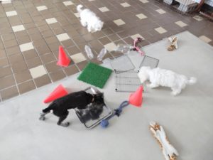 山梨県甲府市の犬の保育園もふ＆ふる　犬のしつけ　ドッグトレーニング