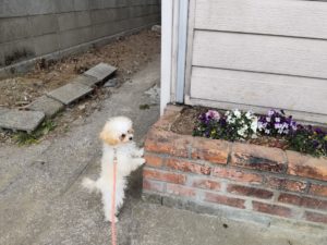 山梨県甲府市の犬の保育園もふ＆ふる　犬のしつけ　ドッグトレーニング