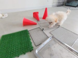 山梨県甲府市の犬の保育園もふ＆ふる　犬のしつけ　ドッグトレーニング